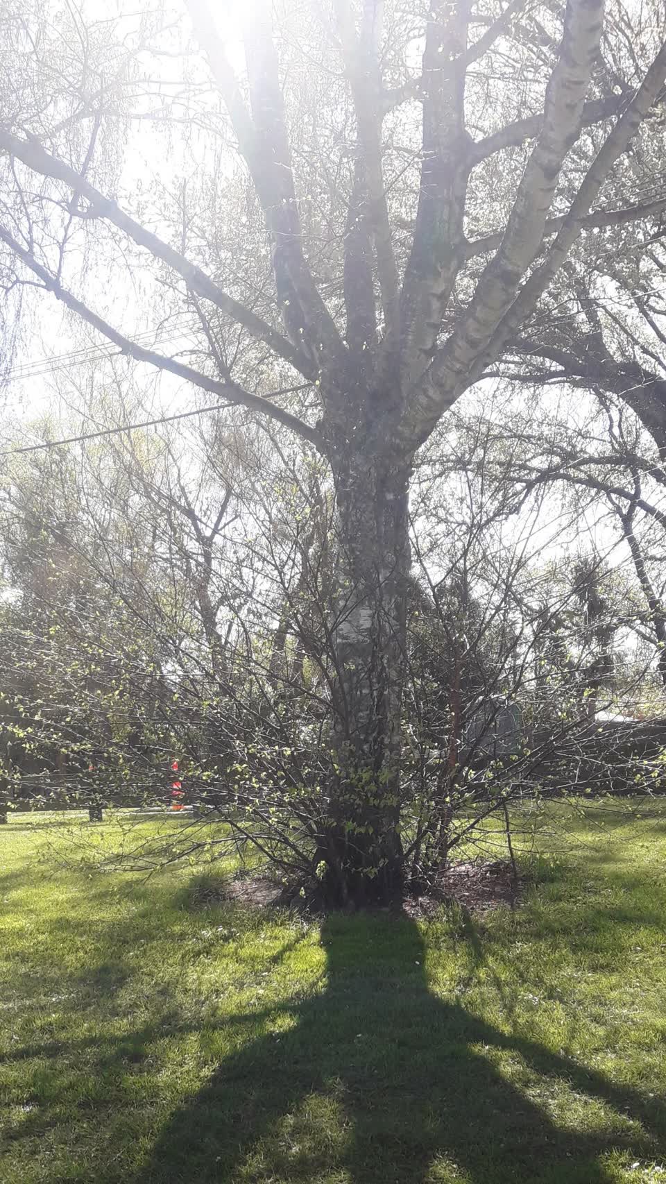 The photograph attached to this trees - general report