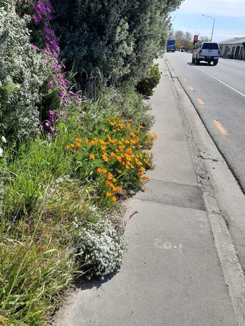 Overgrown Vegetation, a report photo