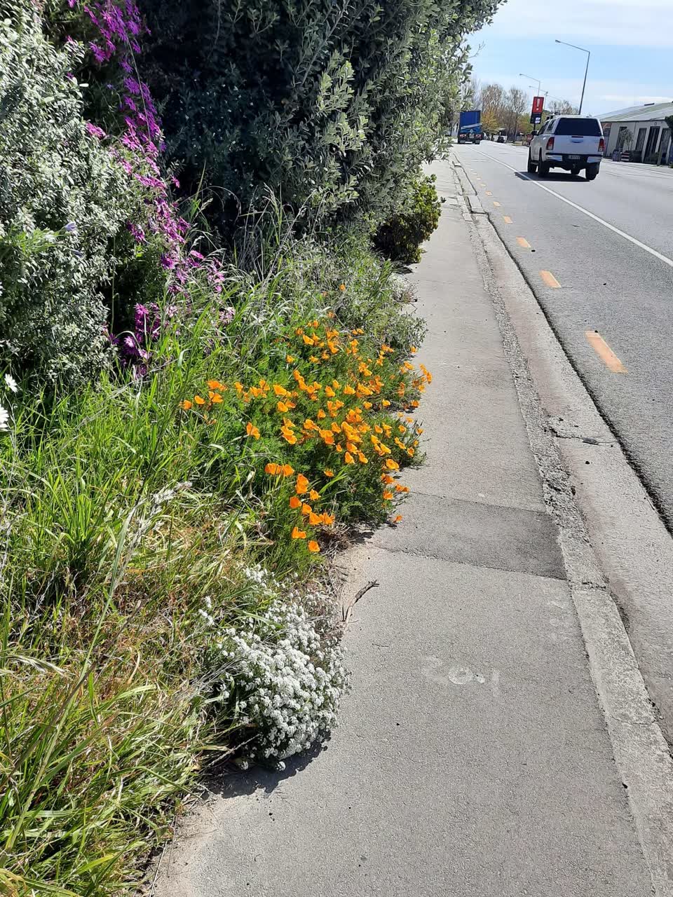 The photograph attached to this overgrown vegetation report