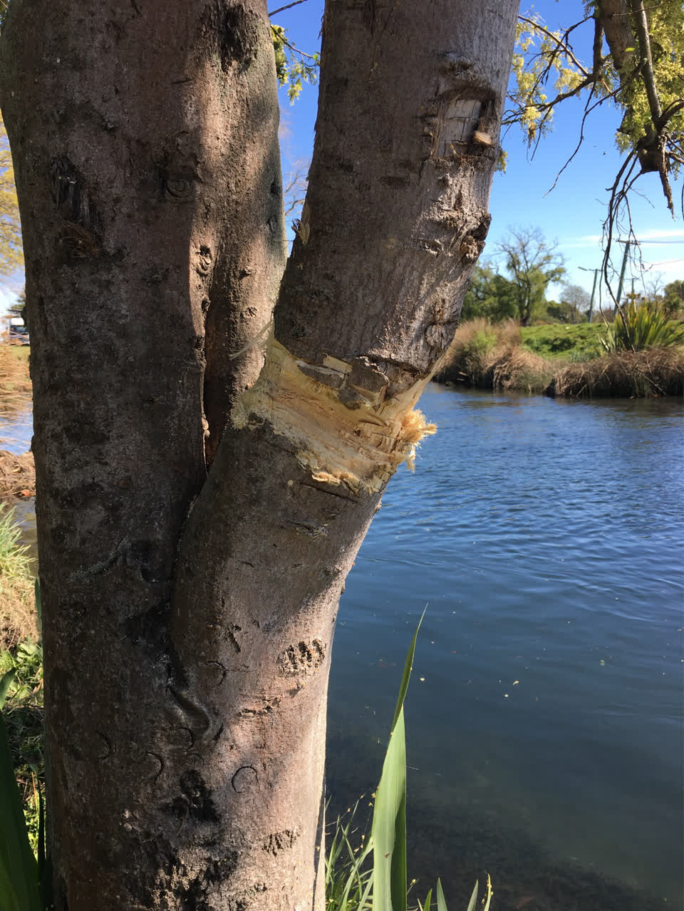 The photograph attached to this fallen tree report