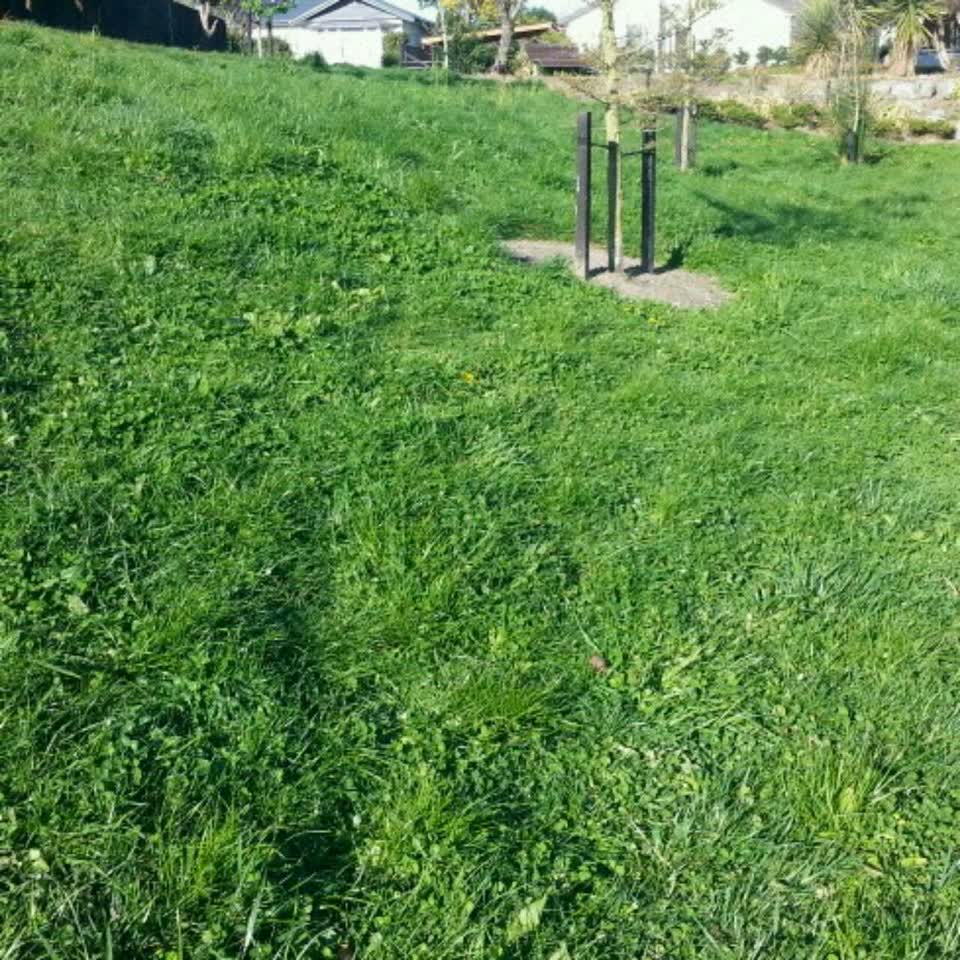 The photograph attached to this overgrown vegetation report
