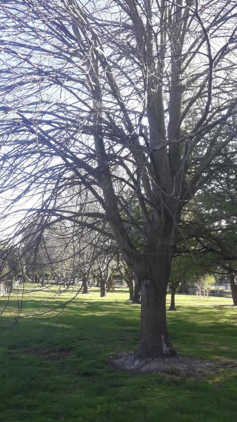 Trees - General, a report photo