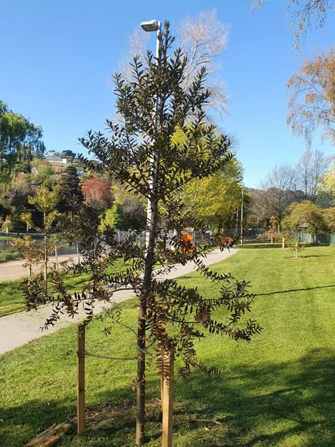 Trees - General, a report photo