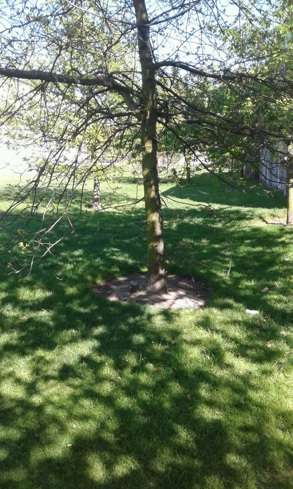The photograph attached to this parks report