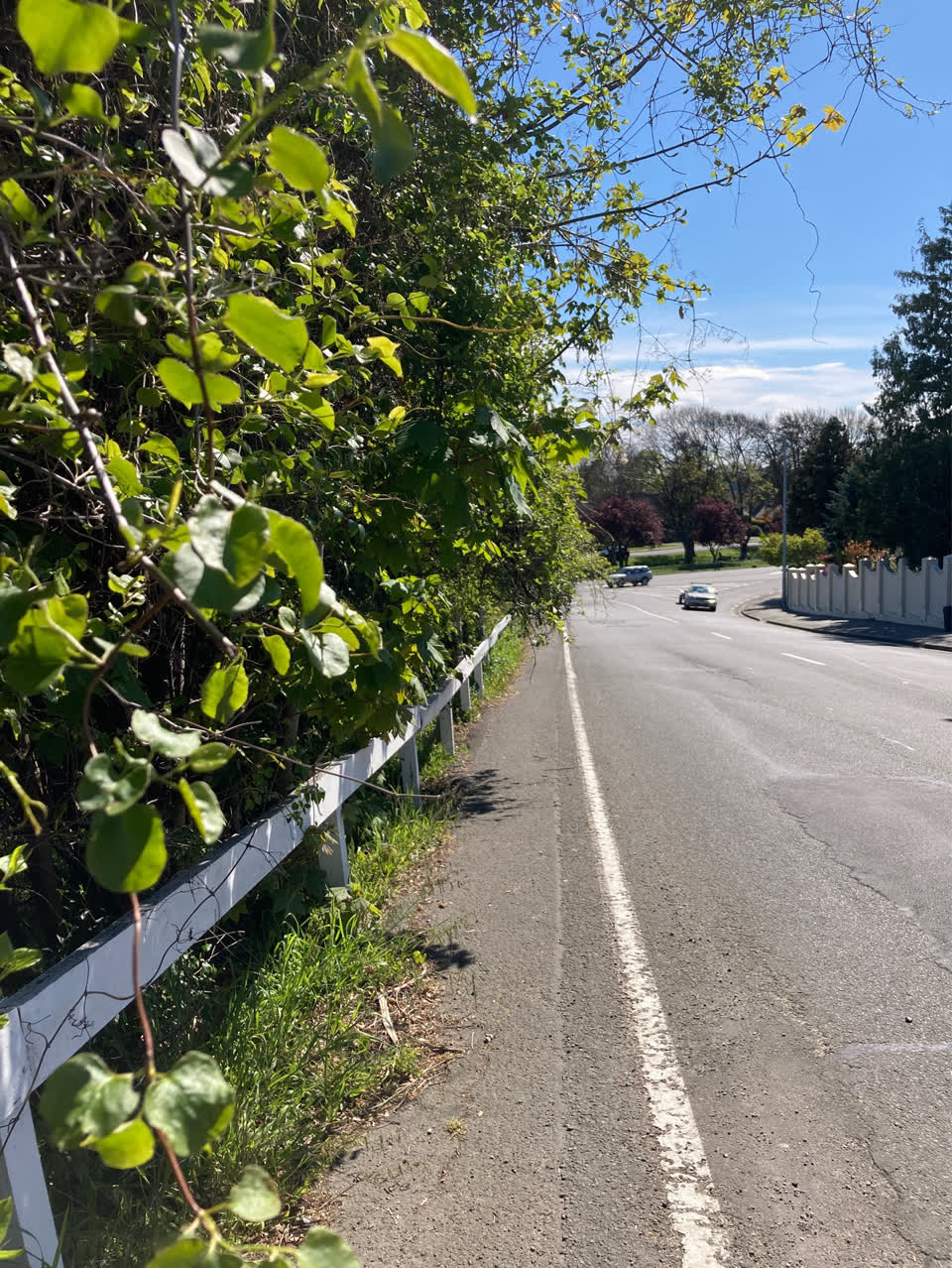 The photograph attached to this overgrown vegetation report