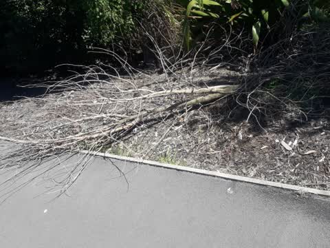 Fallen Tree, a report photo