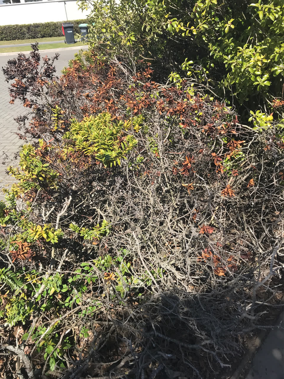 The photograph attached to this overgrown vegetation report