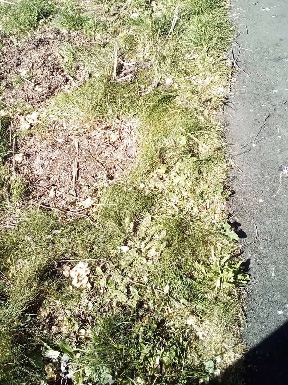 The photograph attached to this overgrown vegetation report