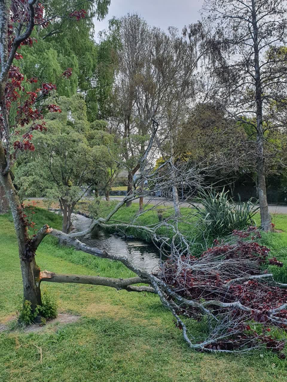 The photograph attached to this fallen tree report