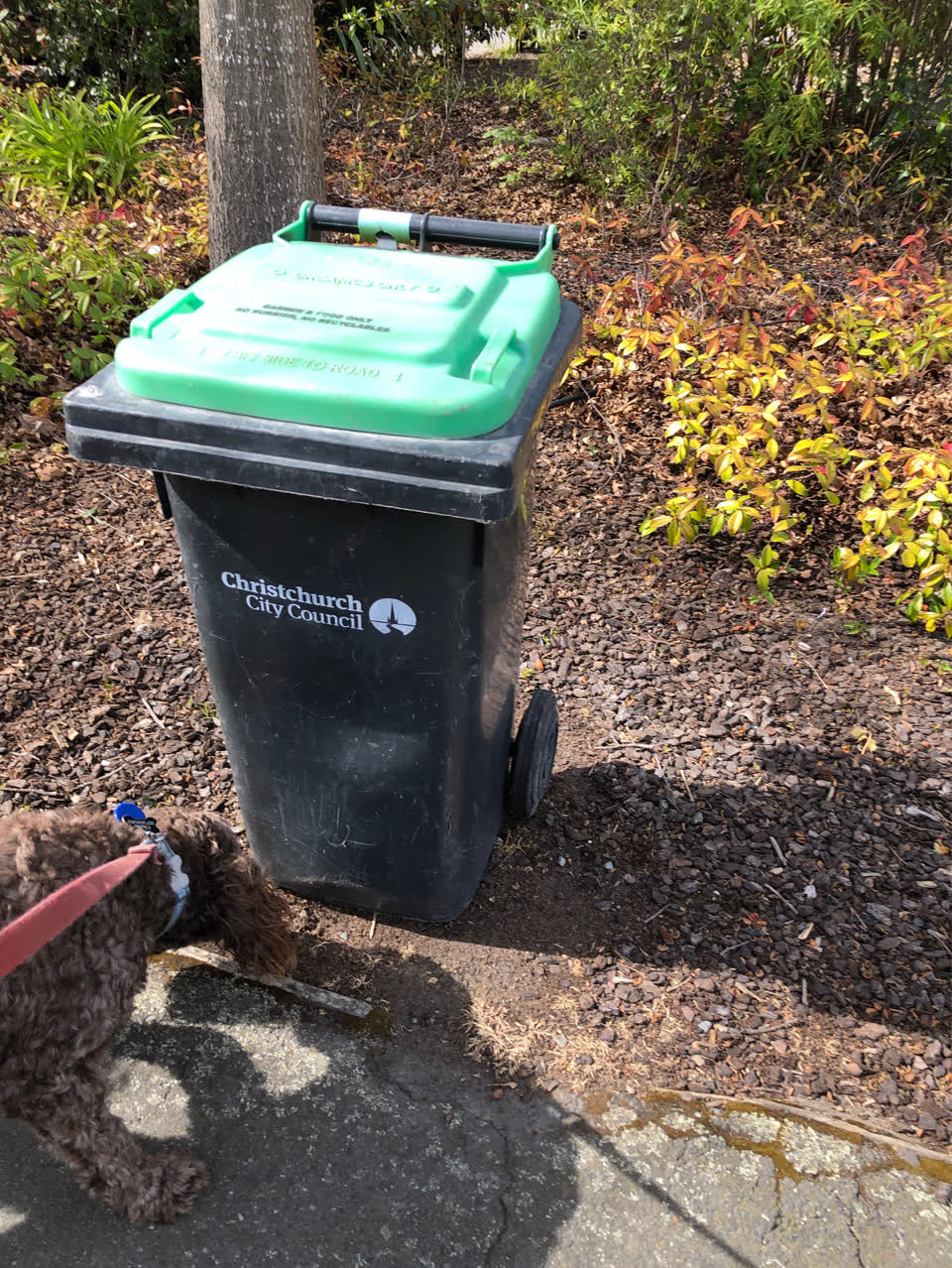 The photograph attached to this rubbish and bins - general report