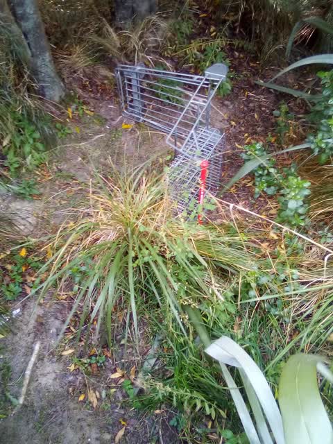 General - Abandoned Trolley, a report photo