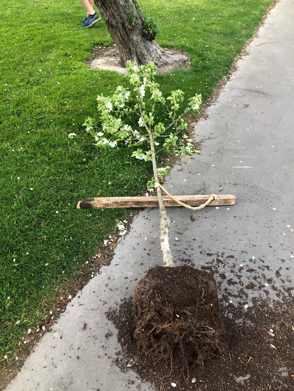 The photograph attached to this trees - general report