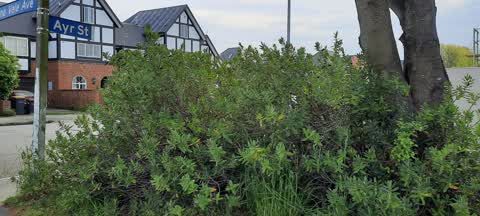 Overgrown Vegetation, a report photo