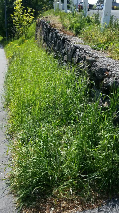 Overgrown Vegetation, a report photo