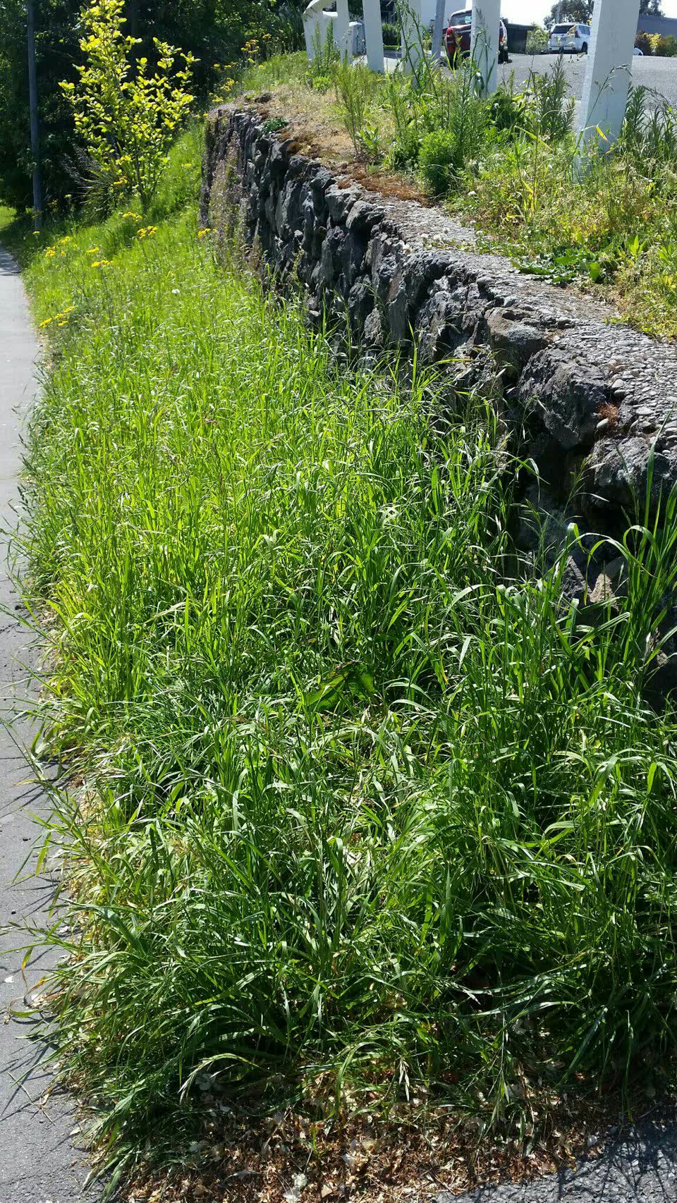 The photograph attached to this overgrown vegetation report