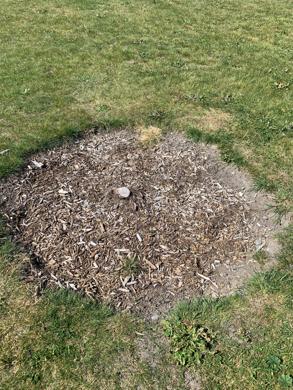 The photograph attached to this trees - general report
