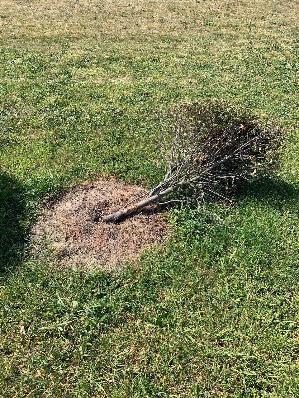 The photograph attached to this fallen tree report