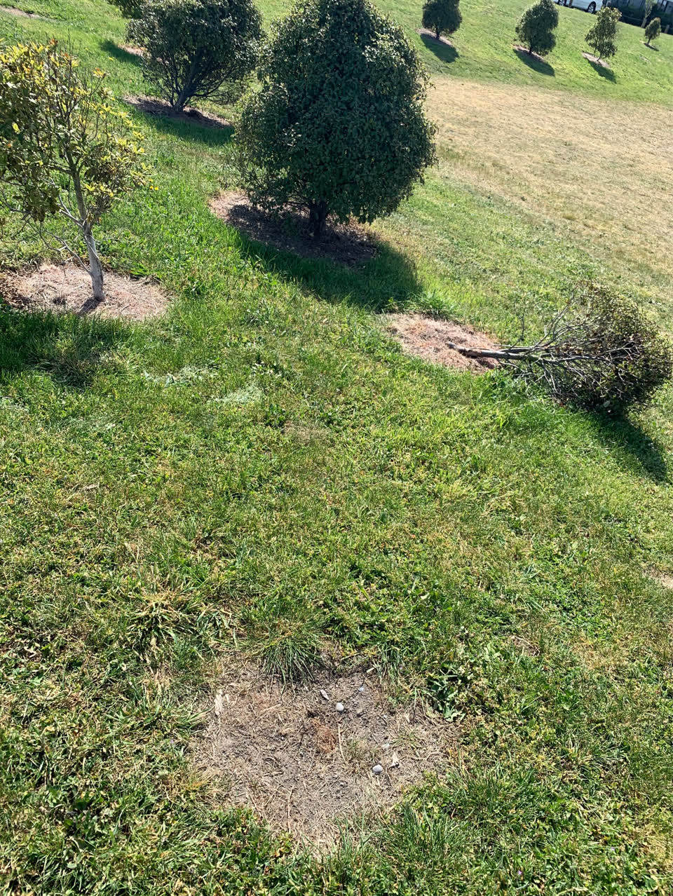 The photograph attached to this trees - general report
