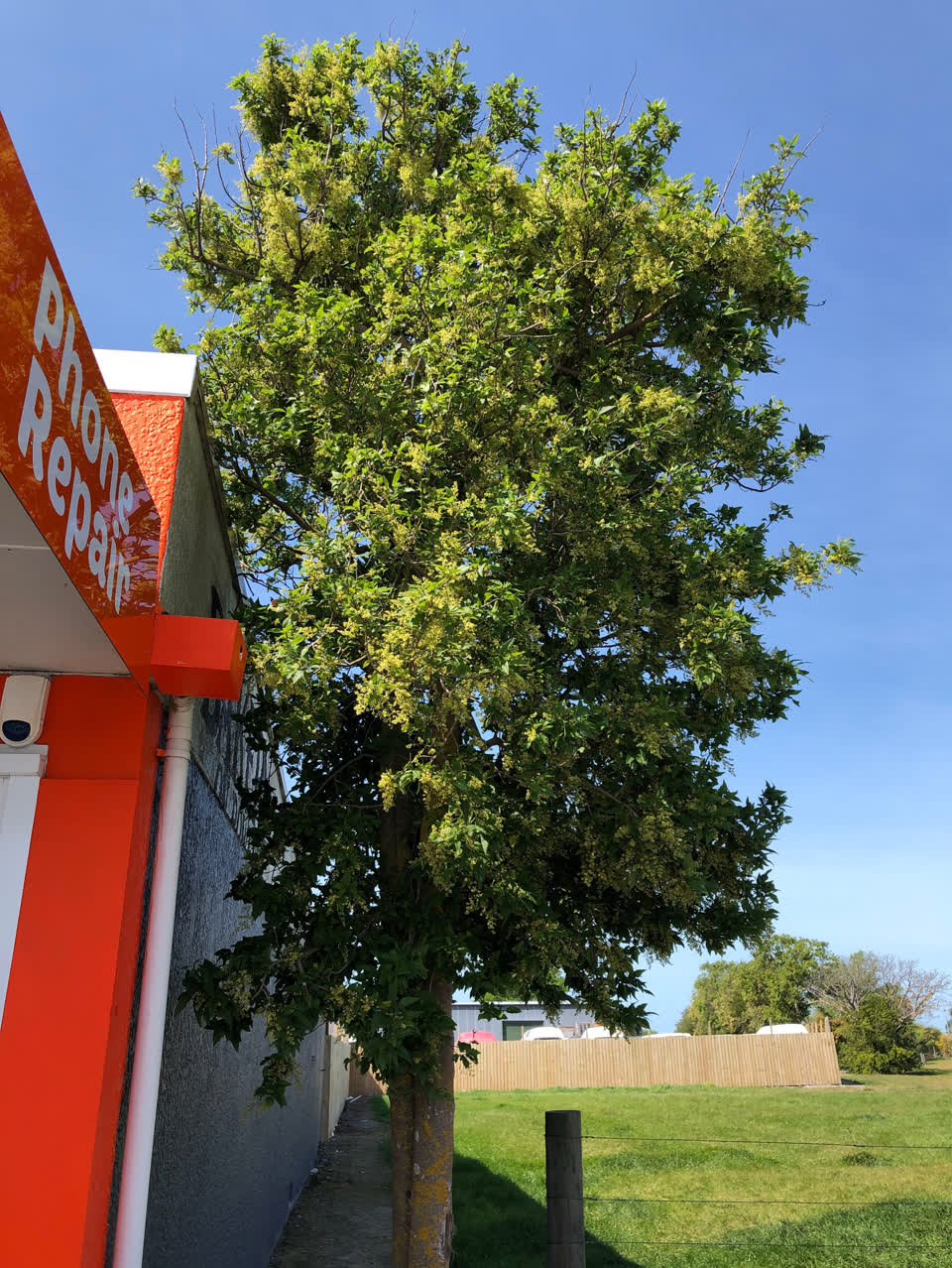The photograph attached to this trees - general report
