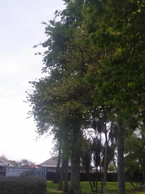 Trees - General, a report photo