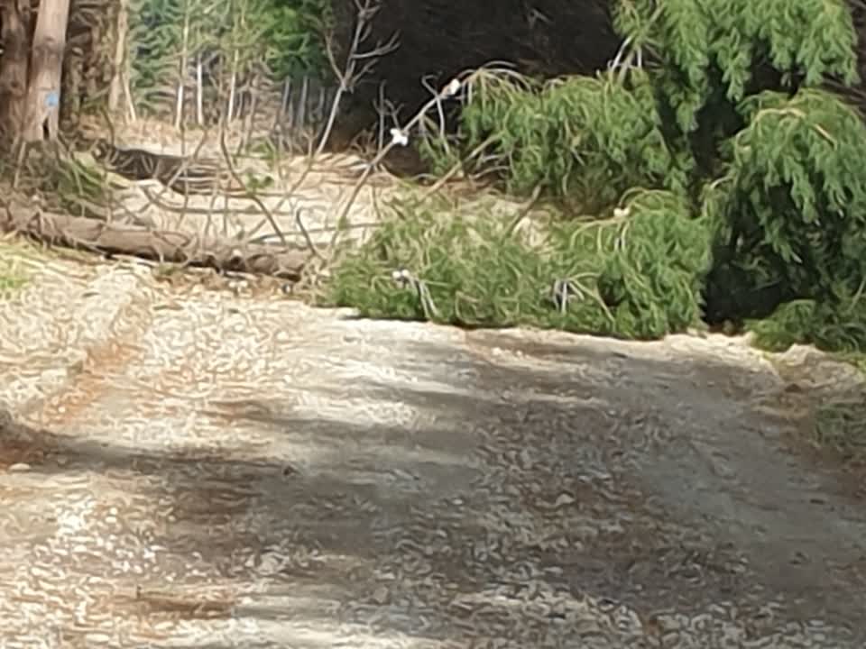 The photograph attached to this fallen tree report