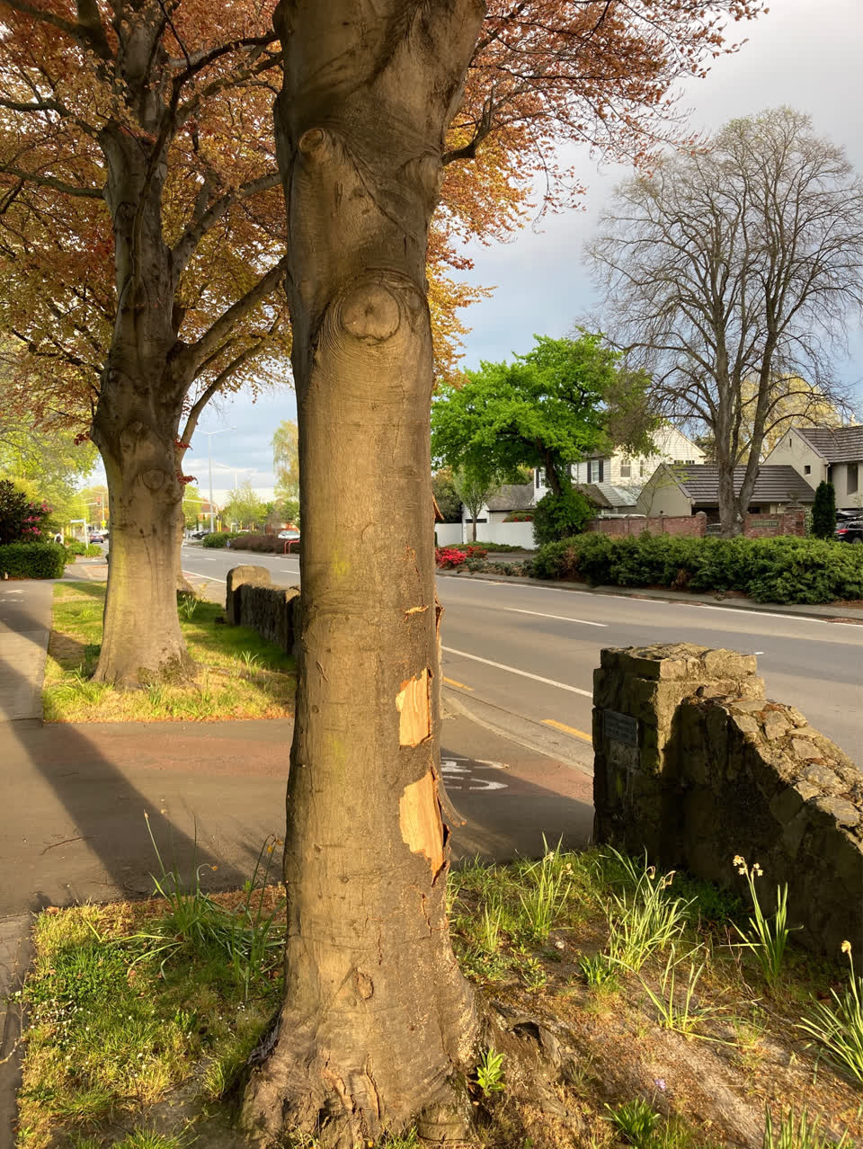 The photograph attached to this trees - general report