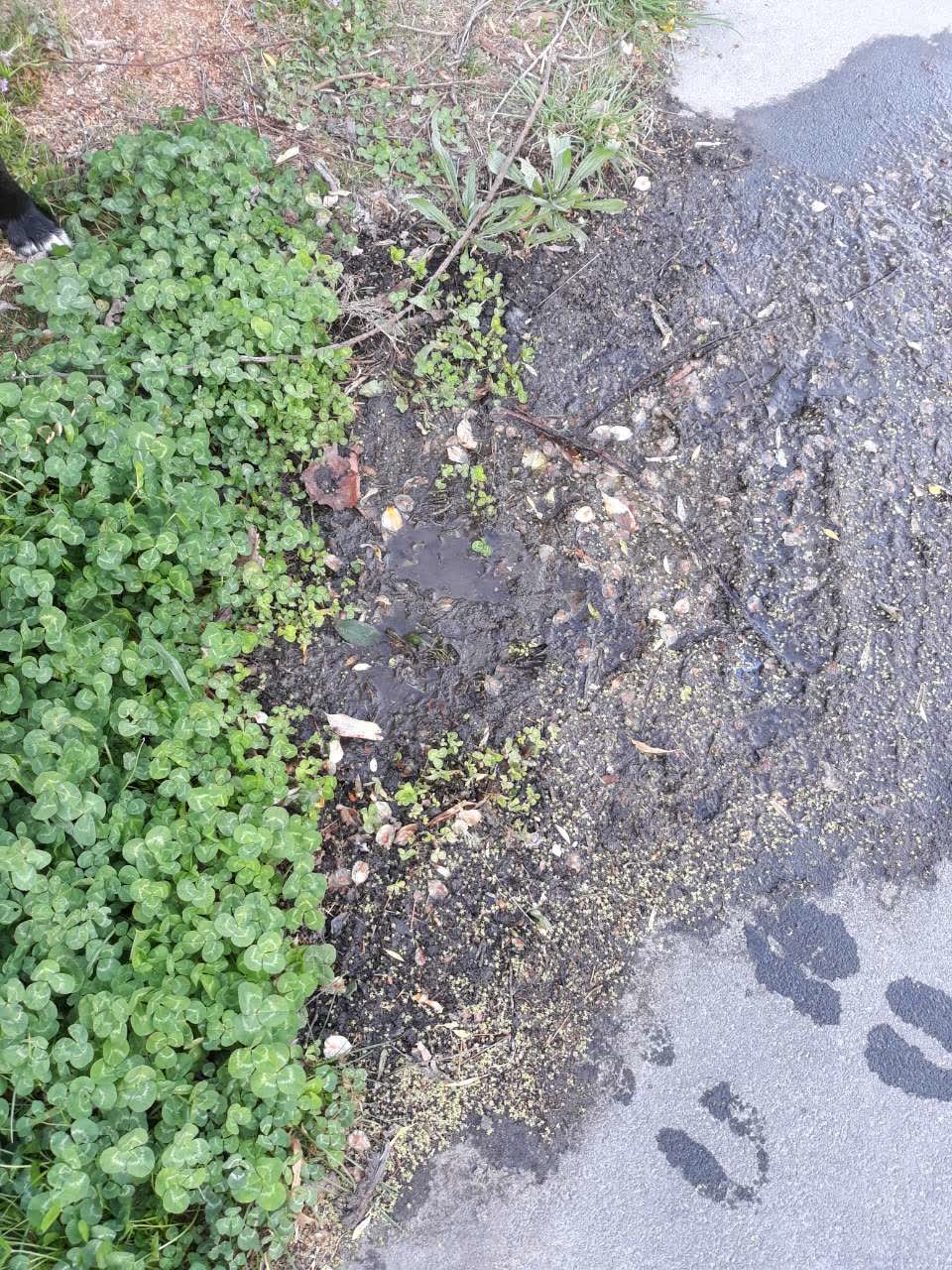 The photograph attached to this water leak report