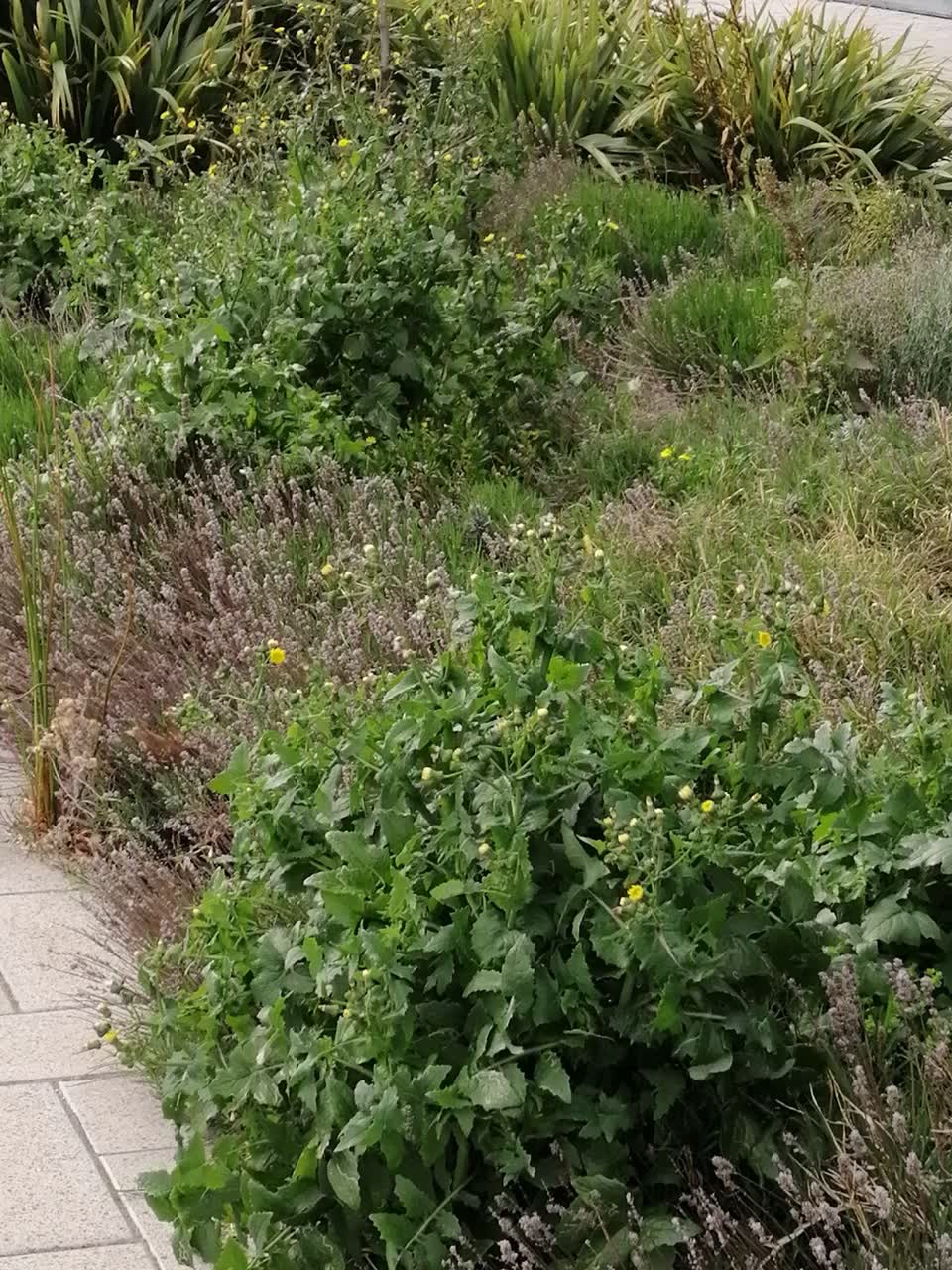 The photograph attached to this overgrown vegetation report