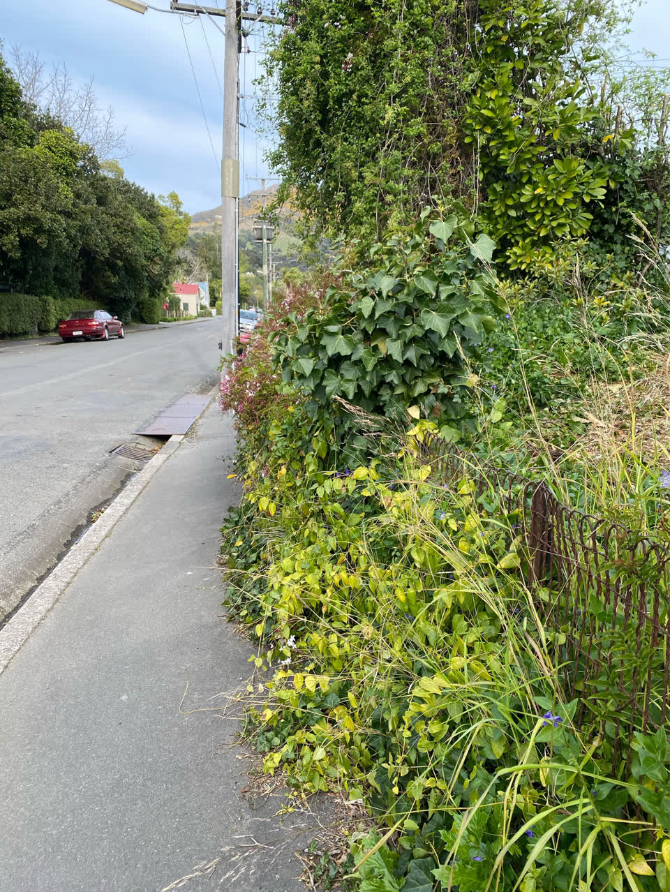 The photograph attached to this overgrown vegetation report