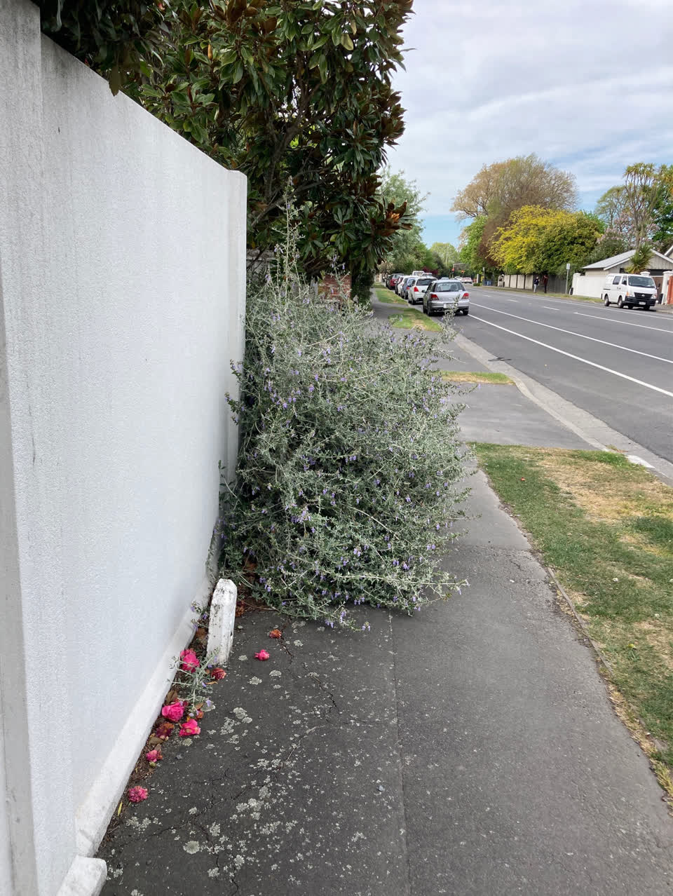 The photograph attached to this overgrown vegetation report