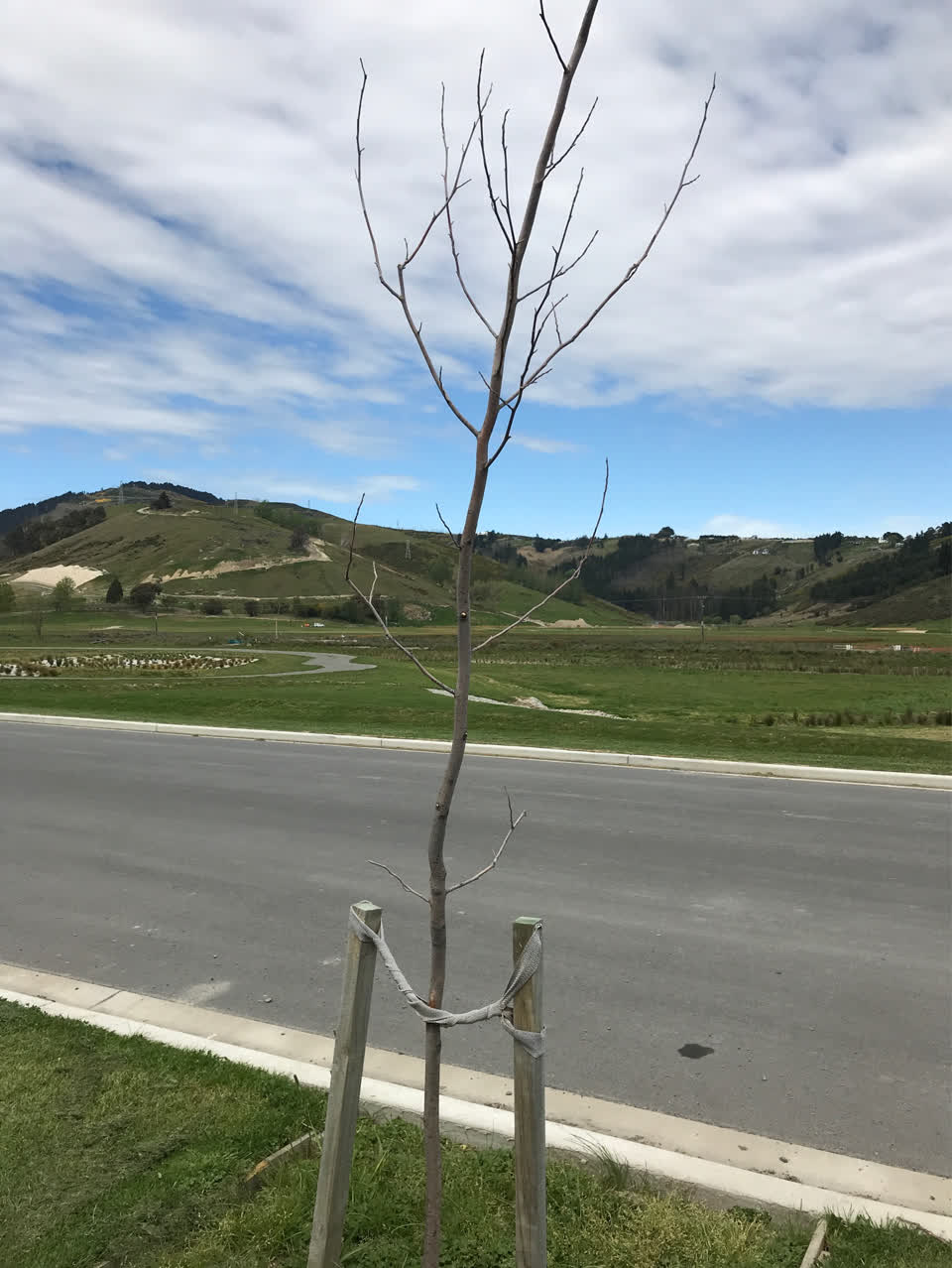 The photograph attached to this trees - general report