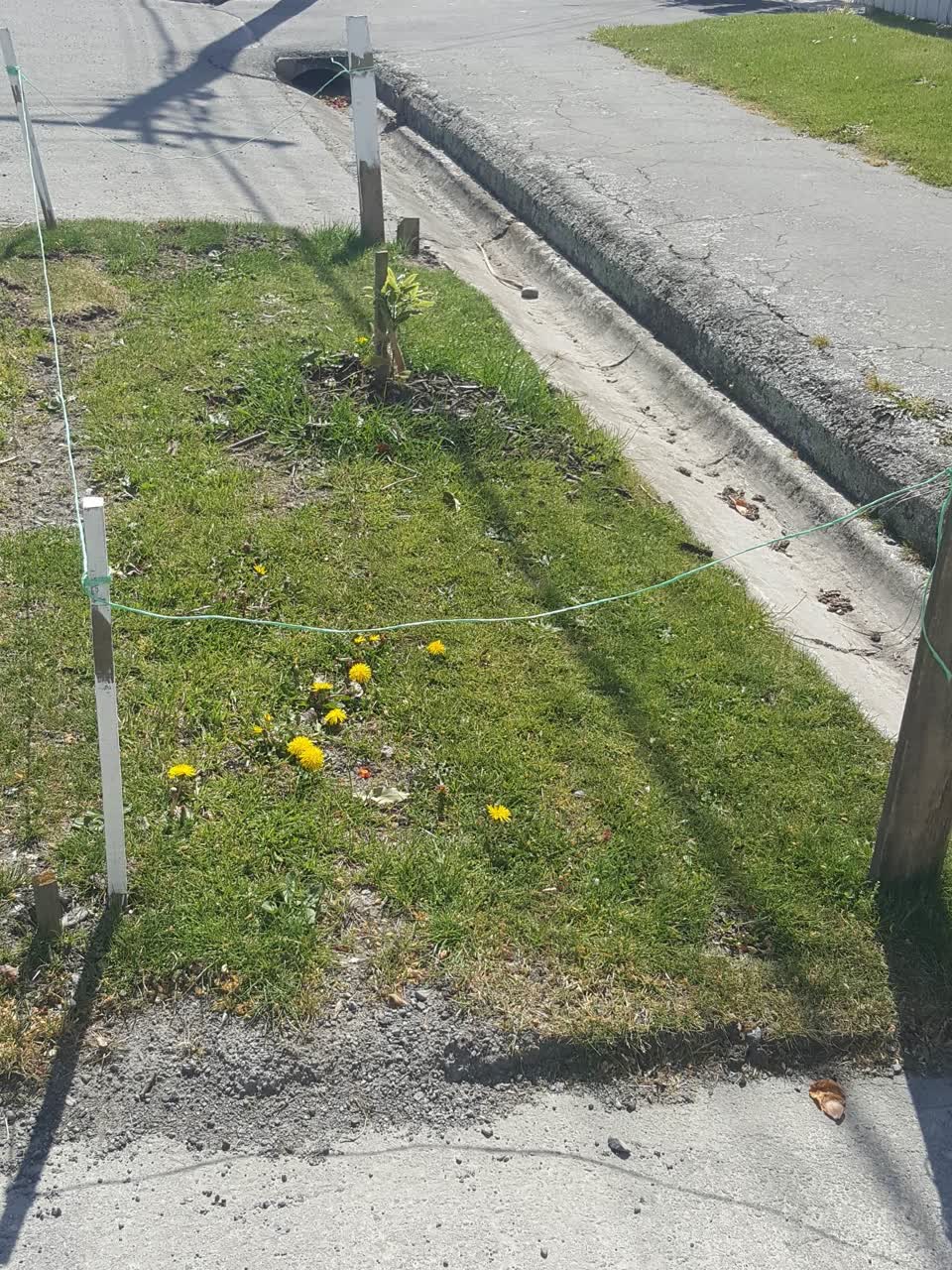 The photograph attached to this trees - general report