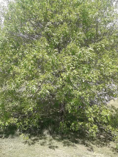 Trees - General, a report photo