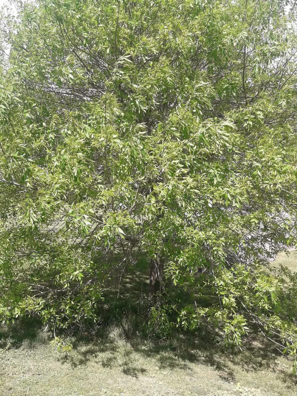 The photograph attached to this trees - general report
