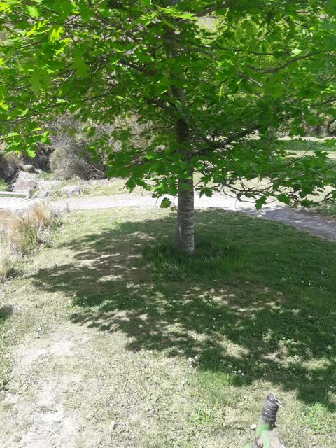 Trees - General, a report photo