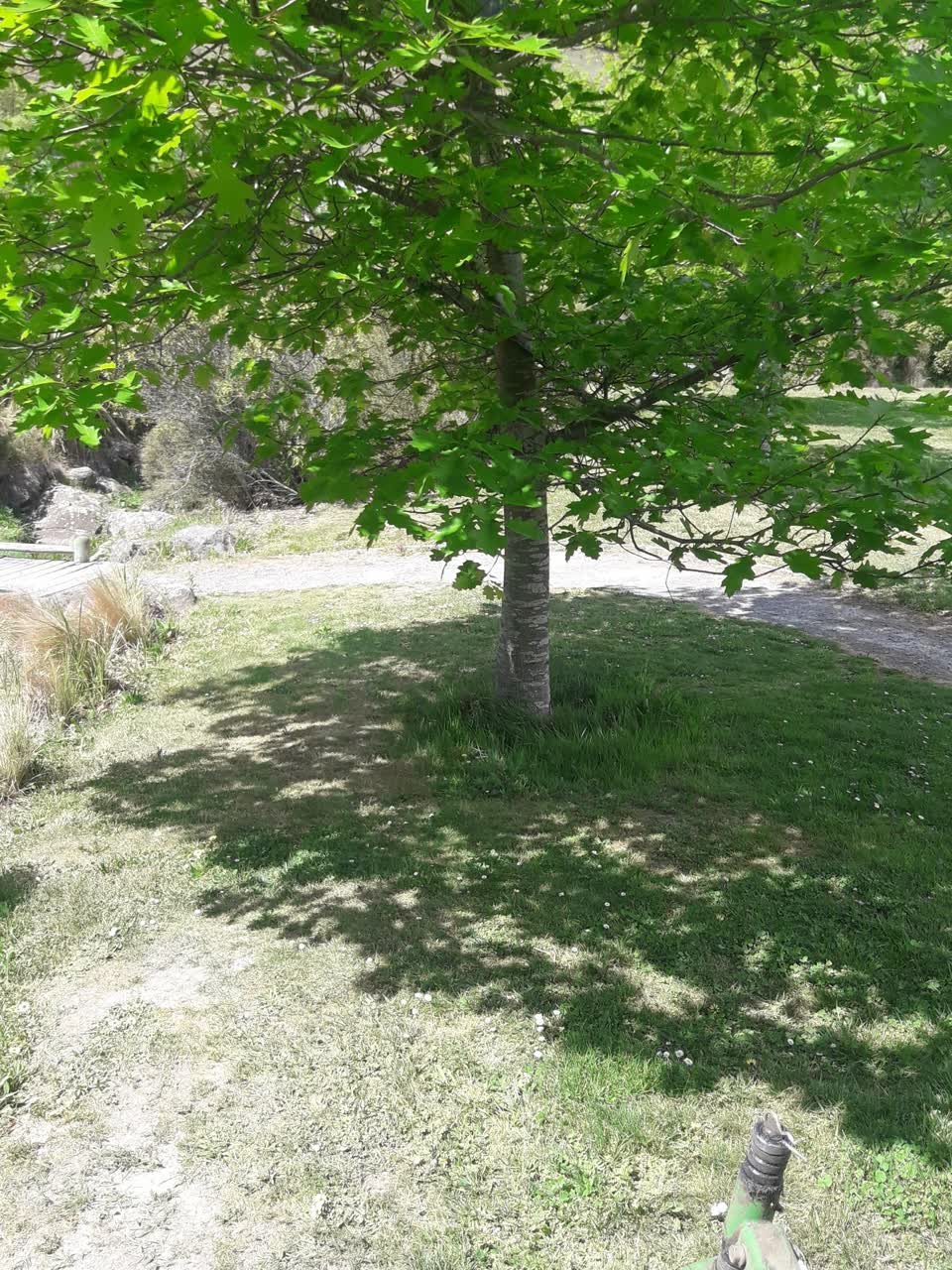 The photograph attached to this trees - general report