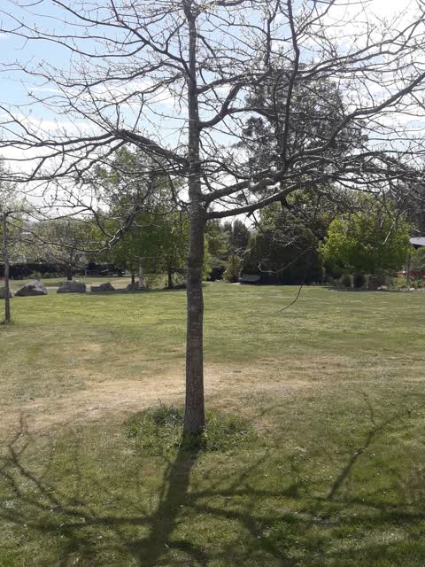 Trees - General, a report photo