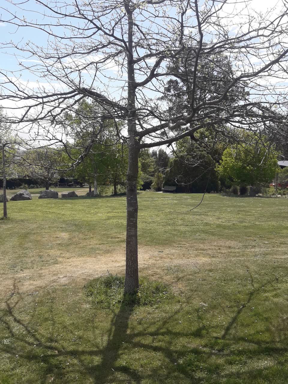 The photograph attached to this trees - general report