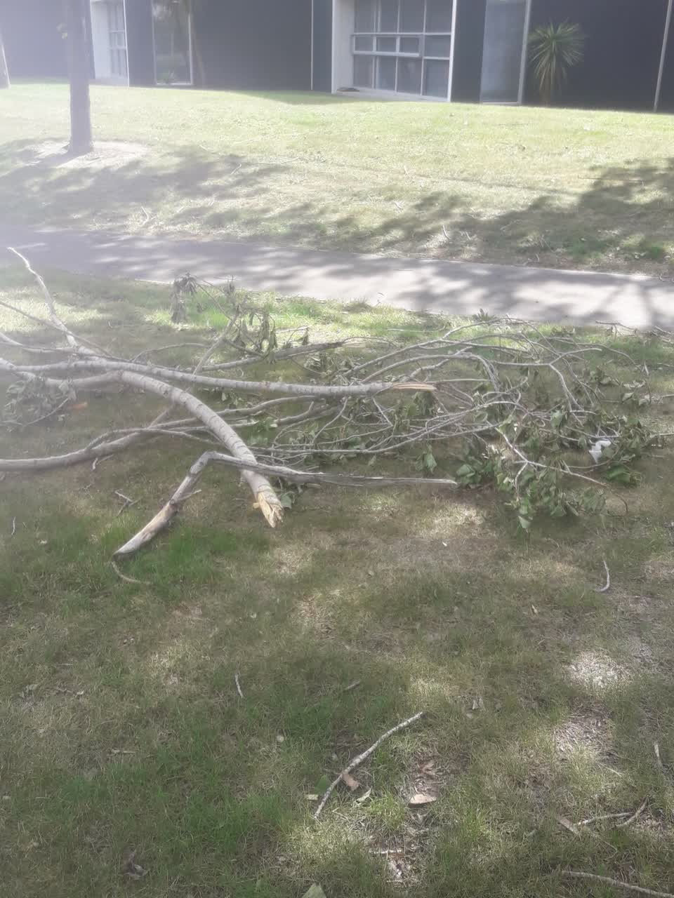 The photograph attached to this trees - general report