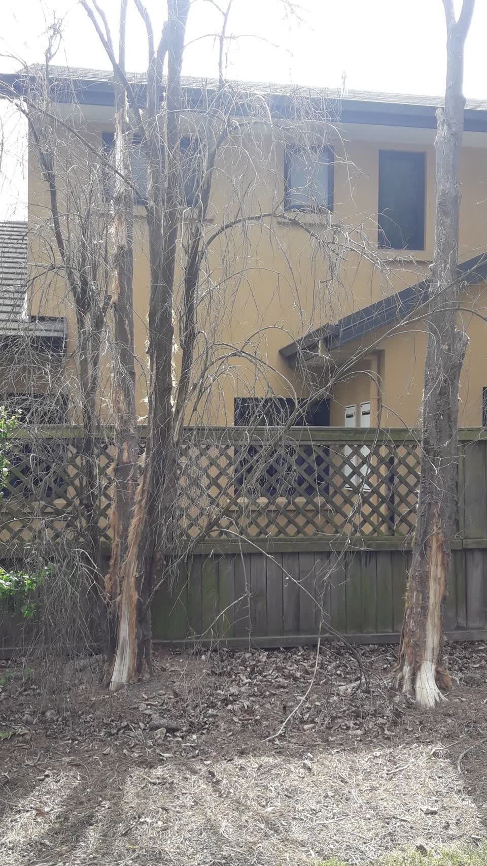 The photograph attached to this trees - general report