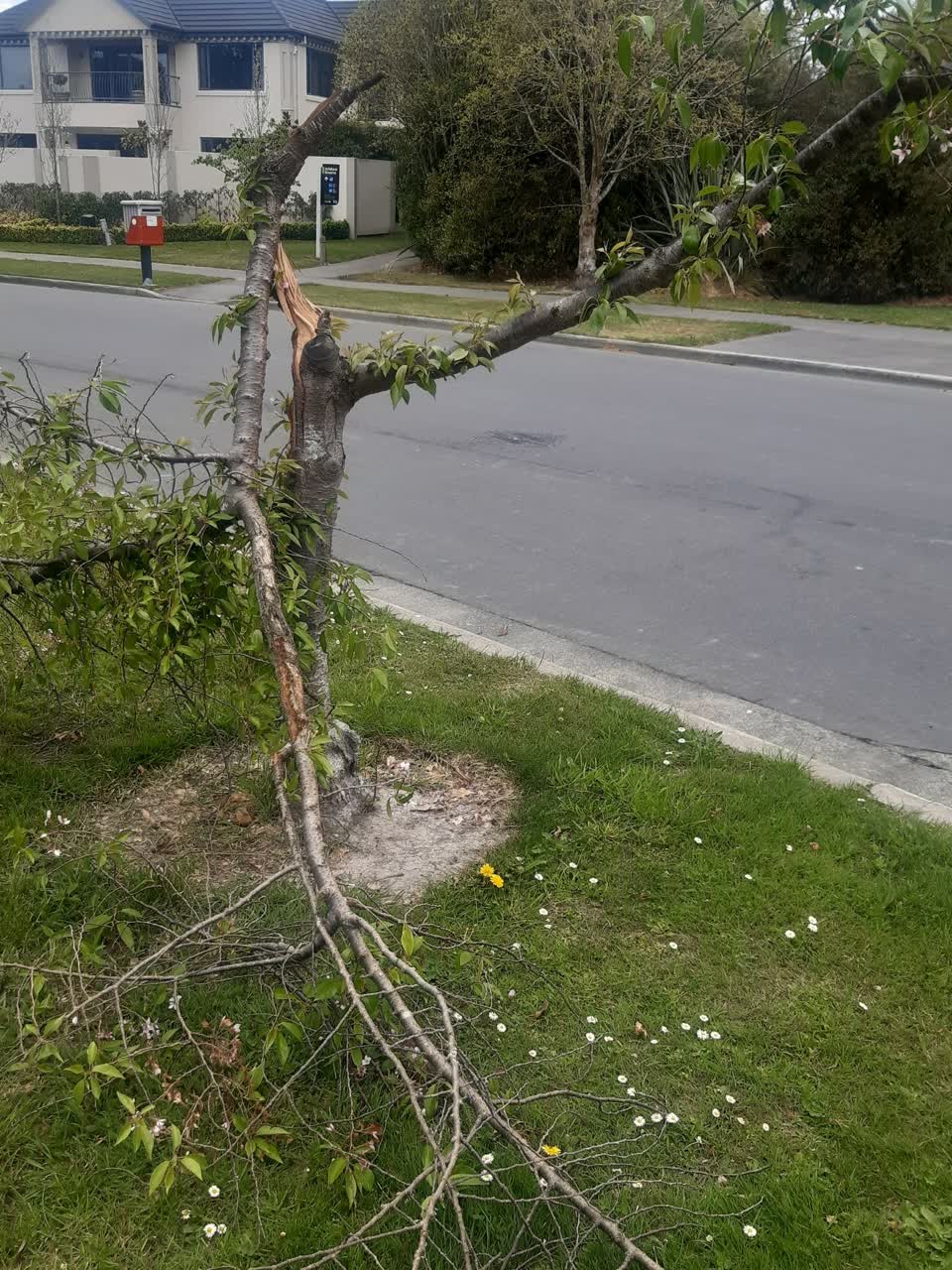 The photograph attached to this fallen tree report