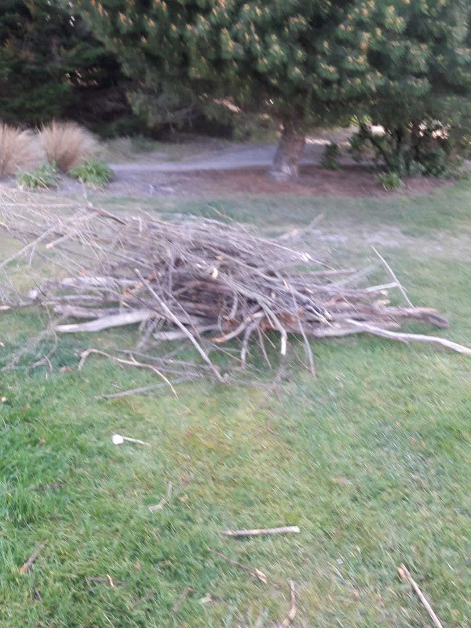 The photograph attached to this trees - general report