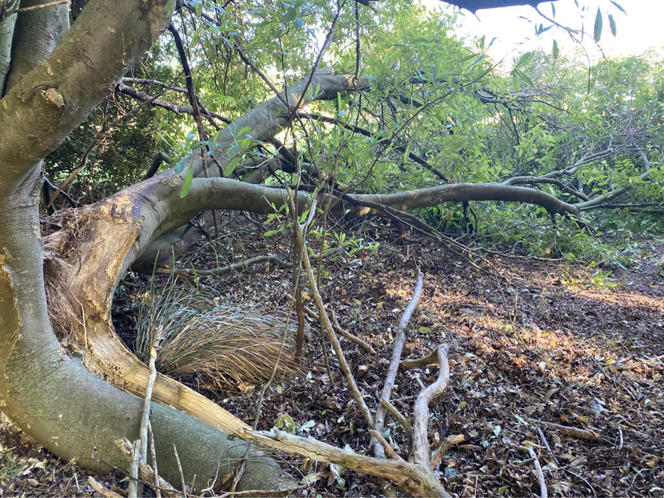 The photograph attached to this fallen tree report