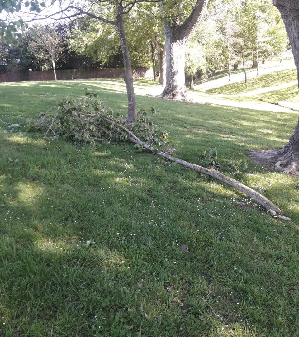The photograph attached to this fallen tree report