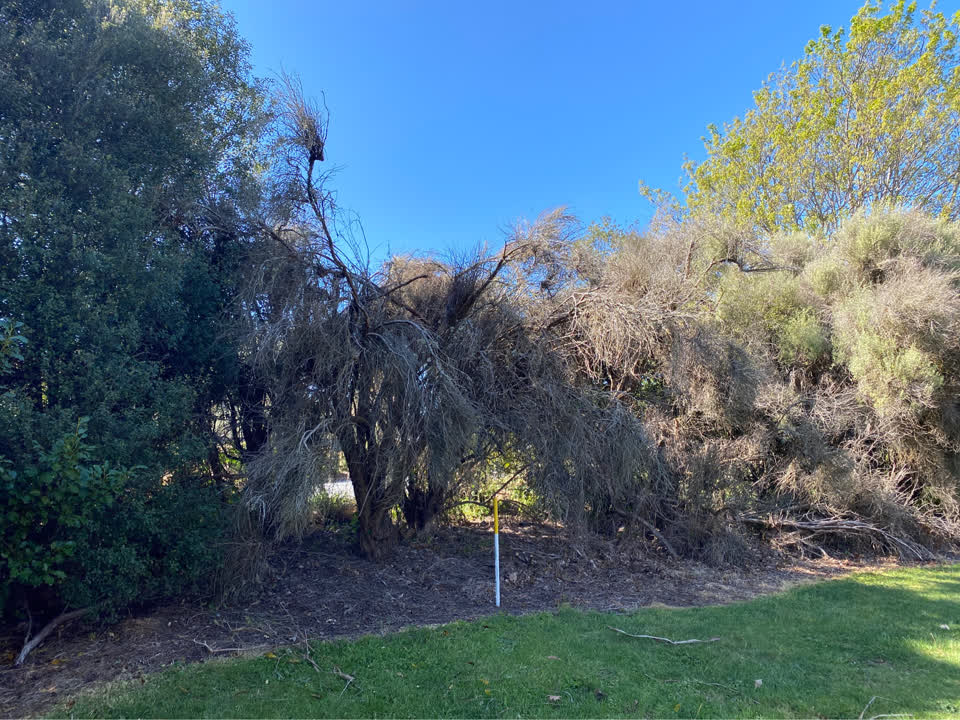 The photograph attached to this trees - general report