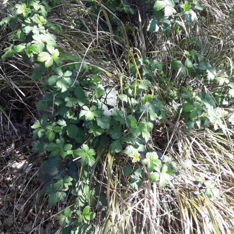 Overgrown Vegetation, a report photo
