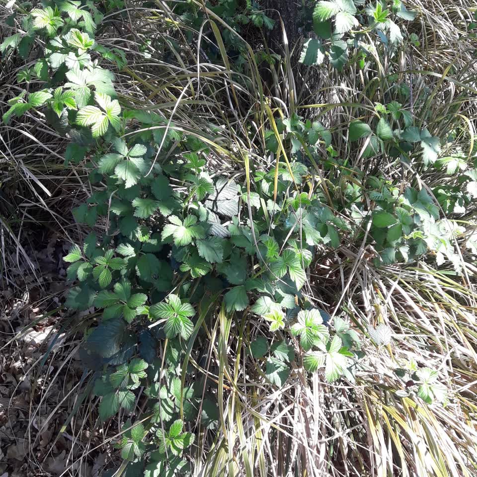 The photograph attached to this overgrown vegetation report