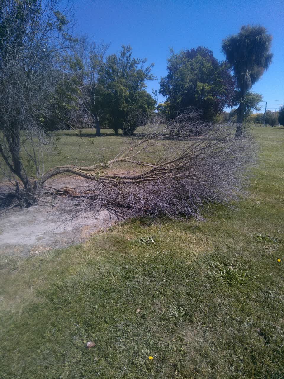 The photograph attached to this fallen tree report