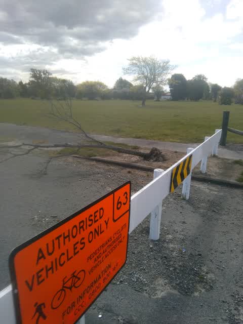 Fallen Tree, a report photo