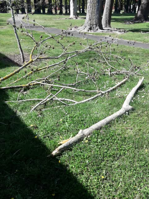Parks — a report photo